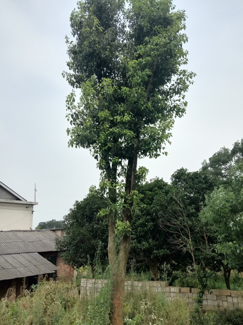 基地直销50-80公分骨架移植香樟，