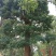 基地直销50-80公分骨架移植香樟，