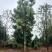 基地直销50-80公分骨架移植香樟，