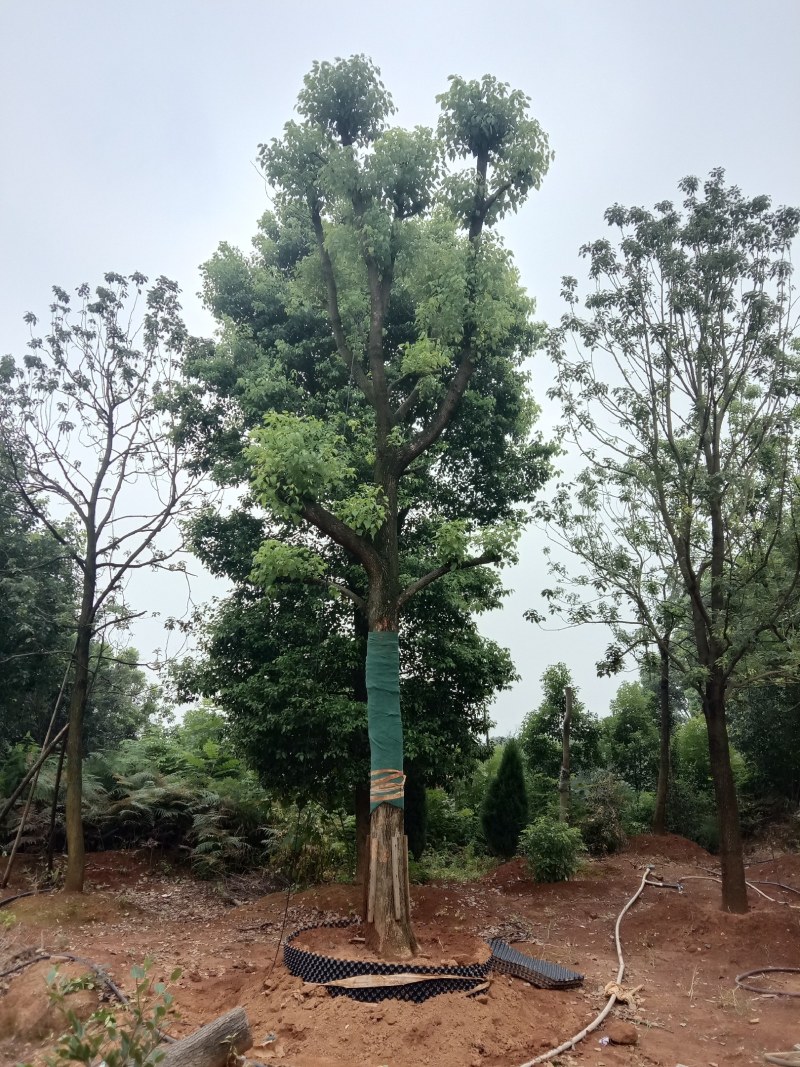 基地直销50-80公分骨架移植香樟，