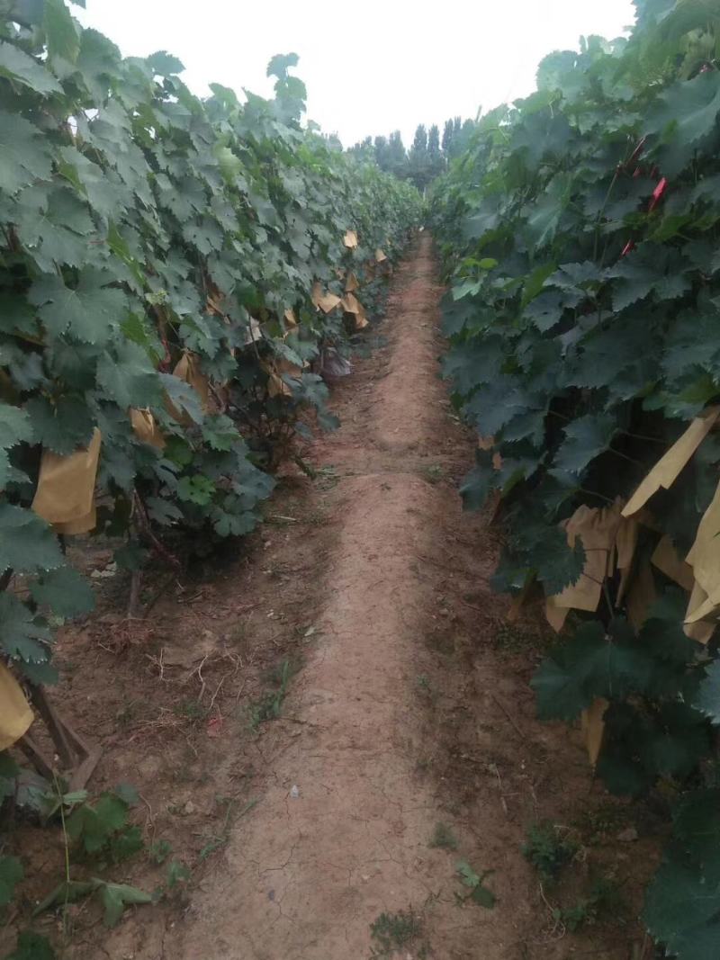 巨峰葡萄，临朐冶源王舍巨峰葡萄产地源头货源，可以视频看货