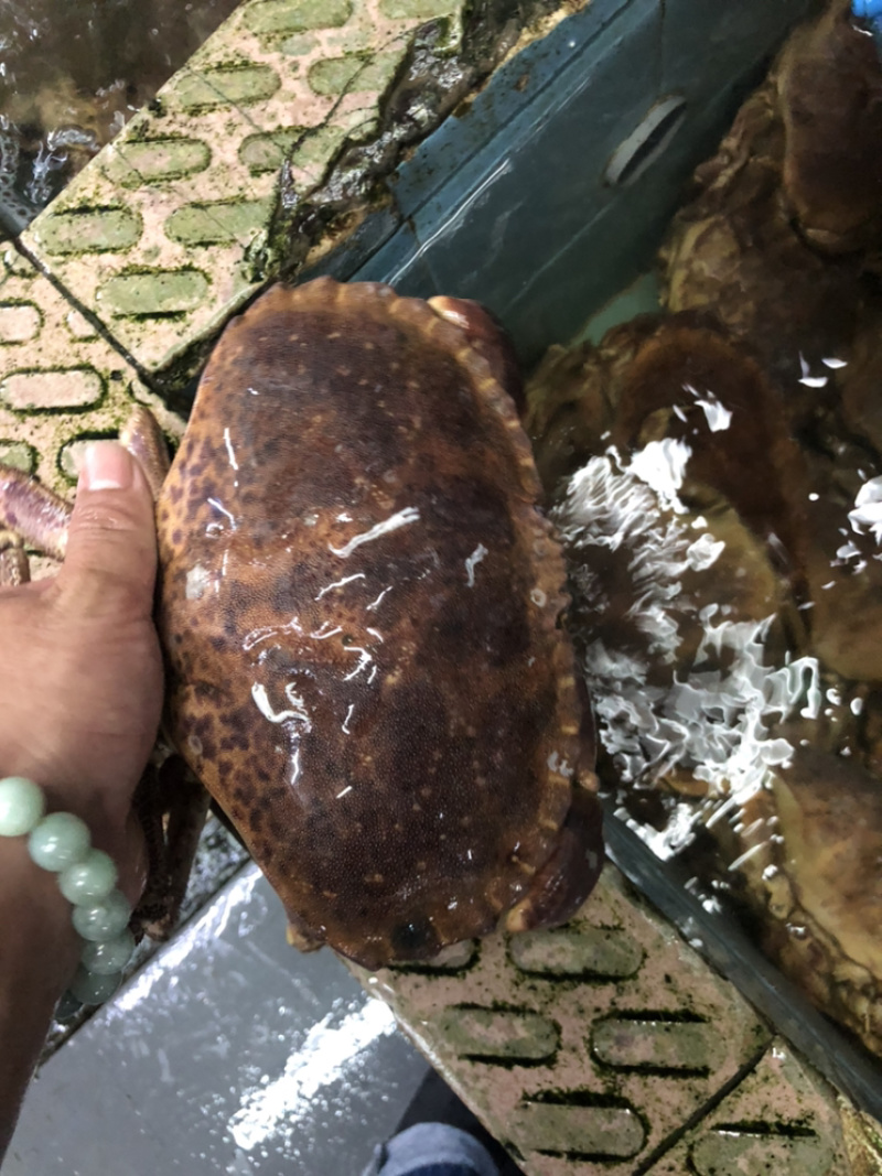 新鲜冷冻英国面包蟹，欢迎来电咨询