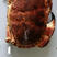 新鲜冷冻英国面包蟹，欢迎来电咨询