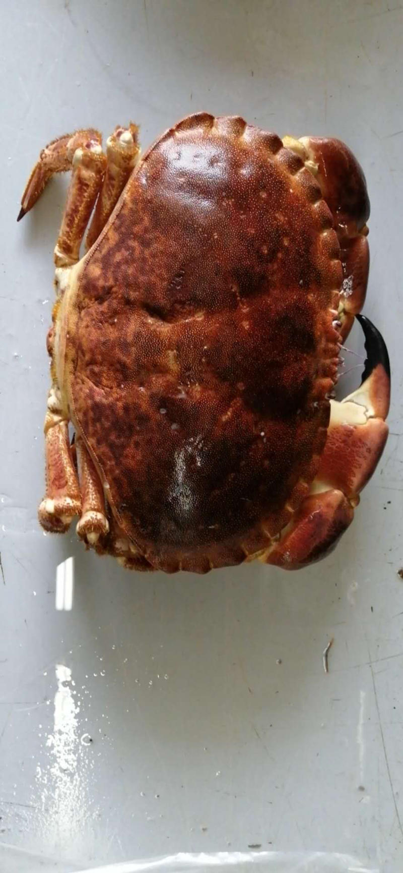 新鲜冷冻英国面包蟹，欢迎来电咨询