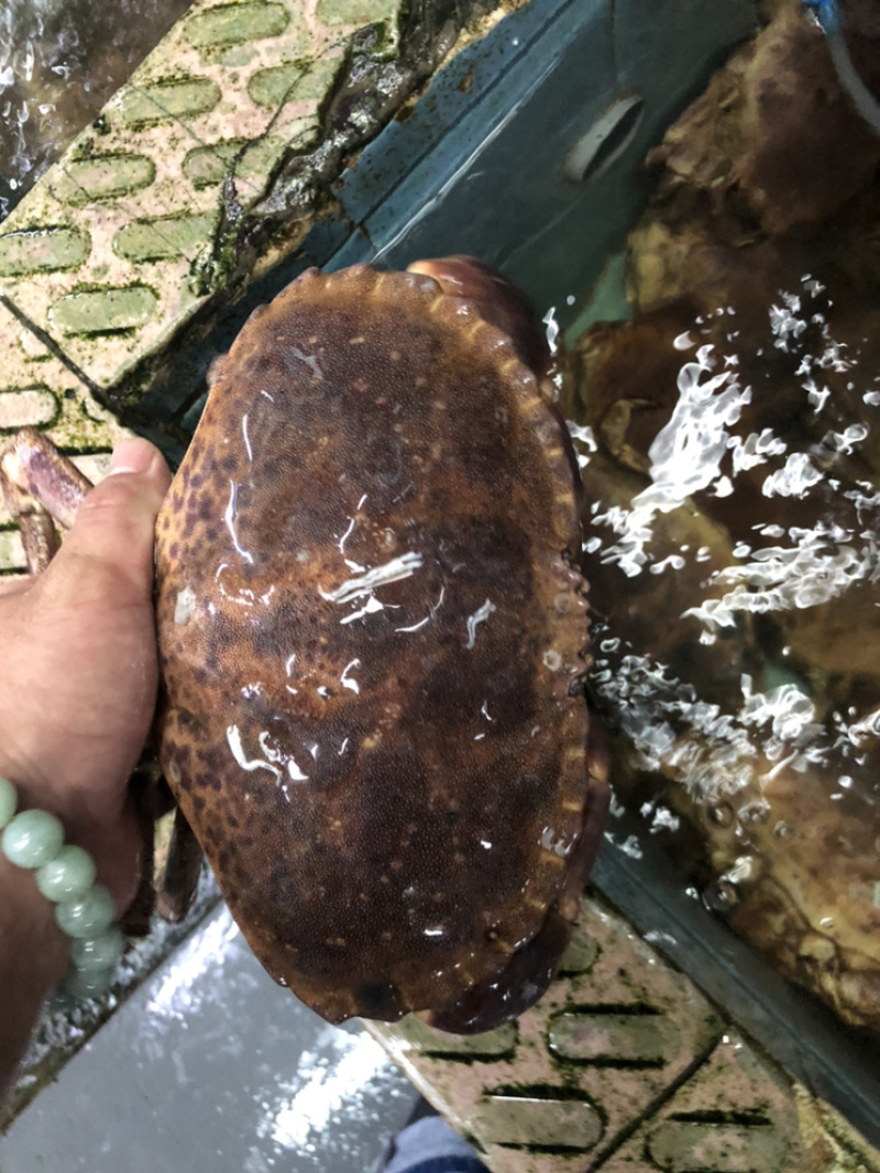 新鲜冷冻英国面包蟹，欢迎来电咨询