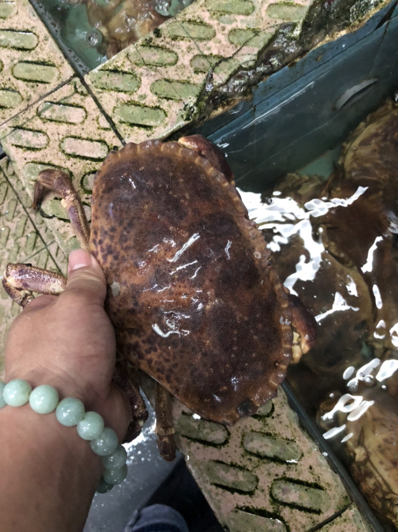 新鲜冷冻英国面包蟹，欢迎来电咨询