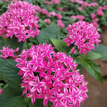 五星花,繁星花,多个颜色,山东青州花卉苗木,期待合作