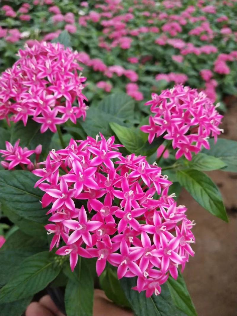 五星花，繁星花，多个颜色，山东青州花卉苗木，期待合作