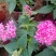 五星花,繁星花,多个颜色,山东青州花卉苗木,期待合作