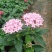 五星花,繁星花,多个颜色,山东青州花卉苗木,期待合作