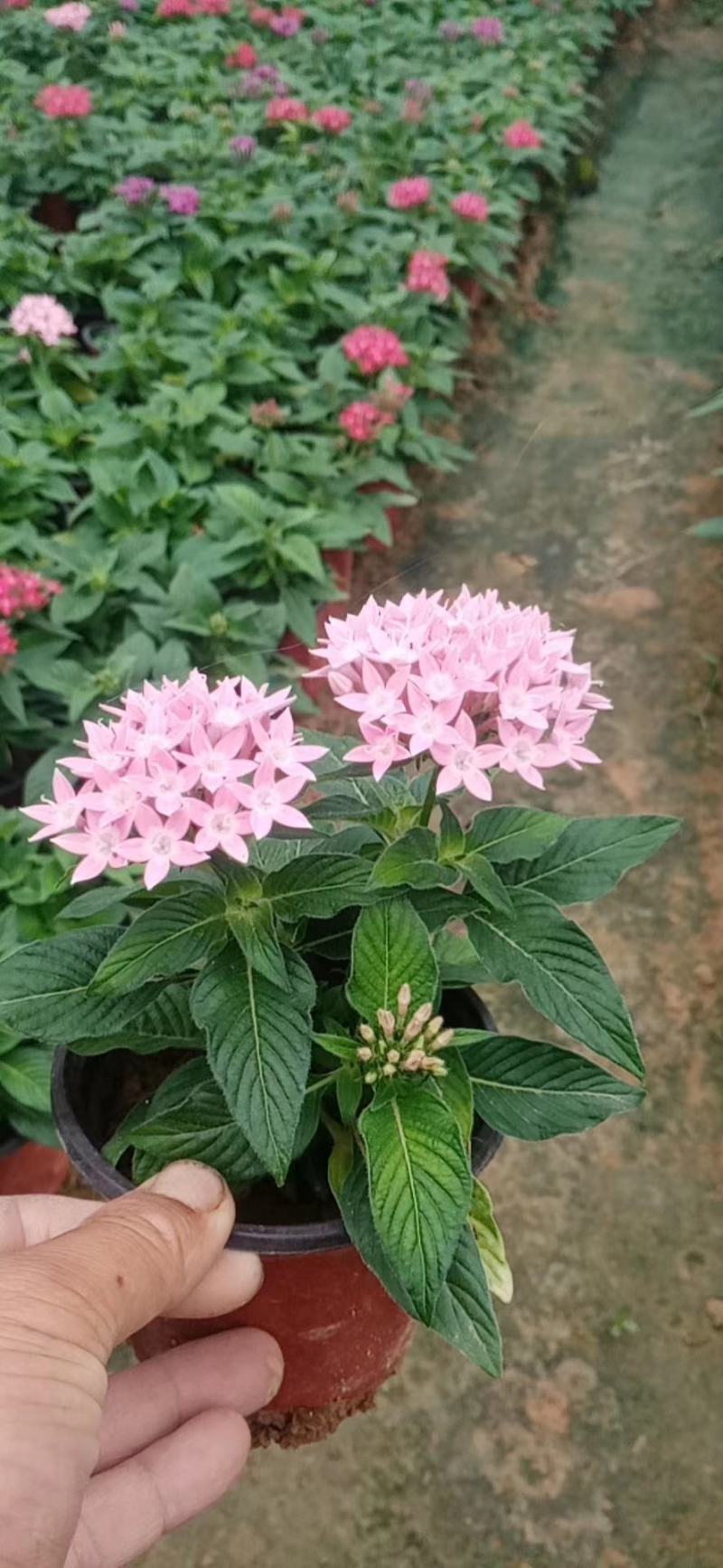 五星花，繁星花，多个颜色，山东青州花卉苗木，期待合作