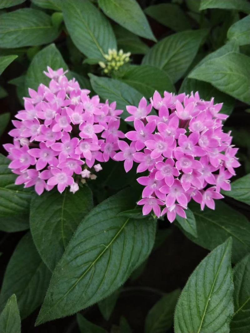 五星花，繁星花，多个颜色，山东青州花卉苗木，期待合作
