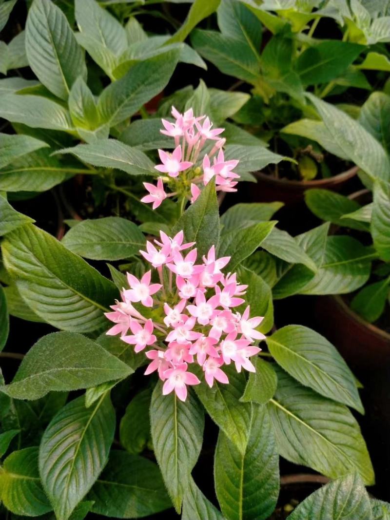 五星花，繁星花，多个颜色，山东青州花卉苗木，期待合作