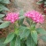五星花,繁星花,多个颜色,山东青州花卉苗木,期待合作