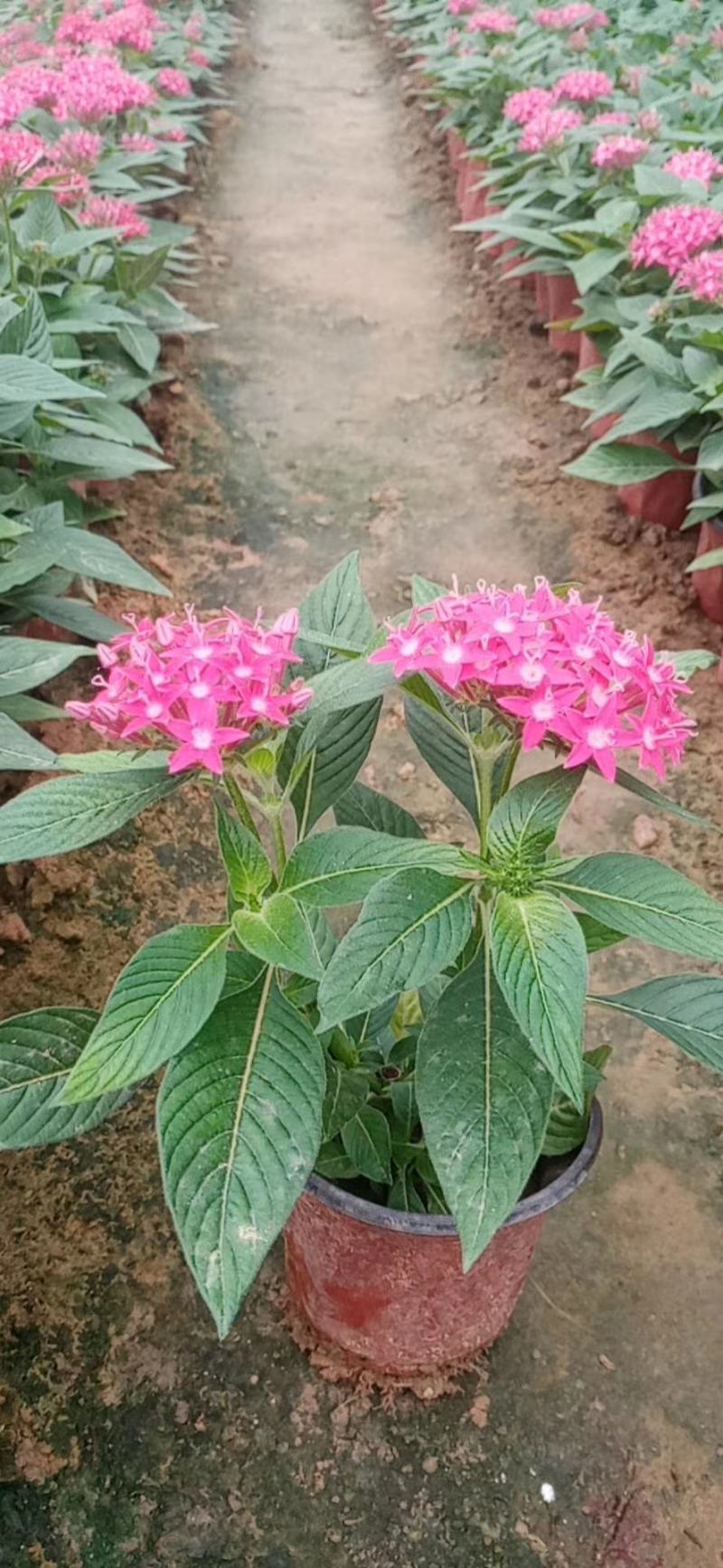 五星花，繁星花，多个颜色，山东青州花卉苗木，期待合作