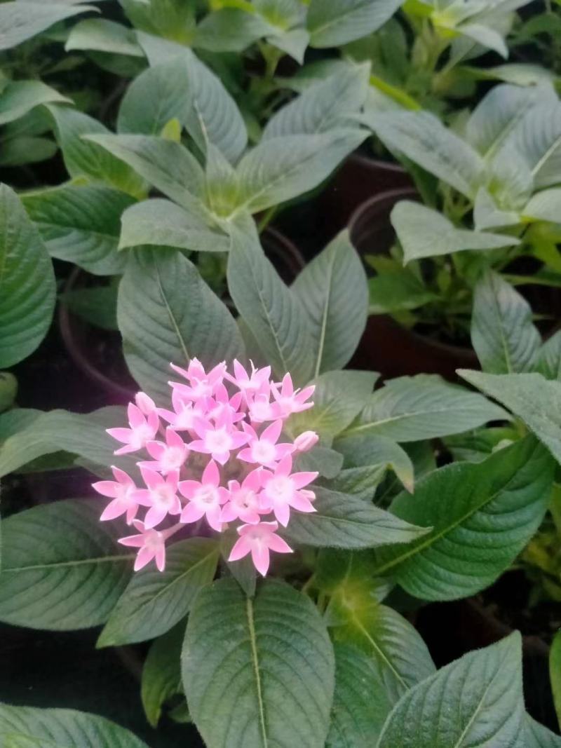 五星花，繁星花，多个颜色，山东青州花卉苗木，期待合作