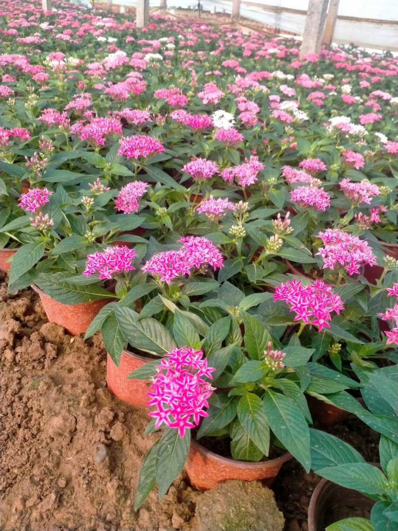 五星花，繁星花，多个颜色，山东青州花卉苗木，期待合作