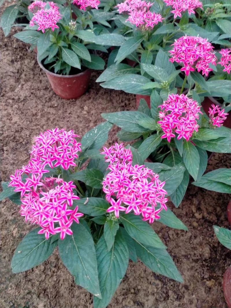 五星花，繁星花，多个颜色，山东青州花卉苗木，期待合作