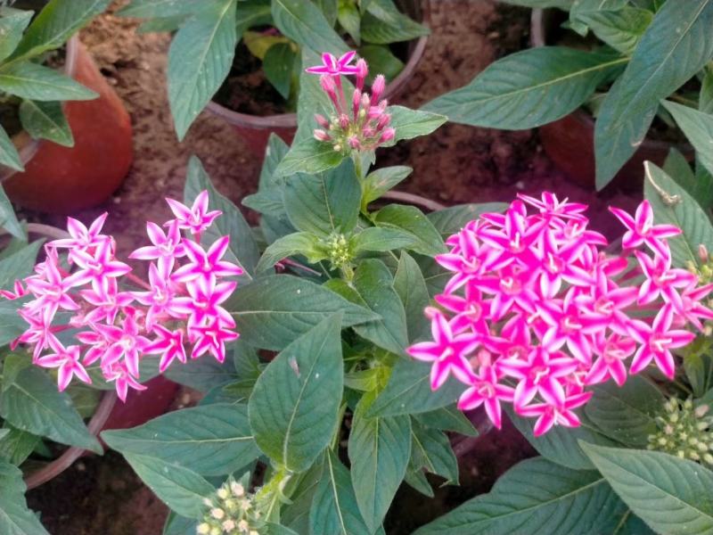 五星花，繁星花，多个颜色，山东青州花卉苗木，期待合作