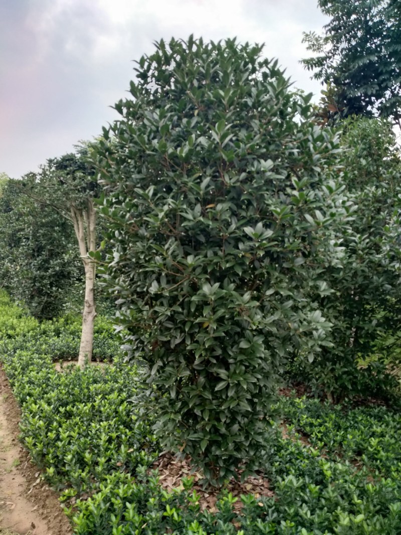 河南精品丛生桂花树，数量多，规格齐全，潢川县苗木基地直销