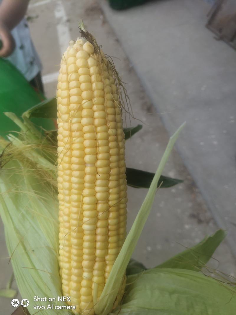 山西精品白糯玉米，鲜玉米视频看货，产地直销。