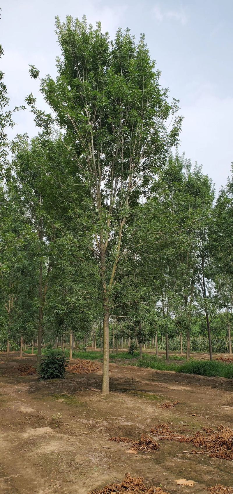 精品白蜡价格18公分白蜡20公分白蜡15公分白蜡12公分
