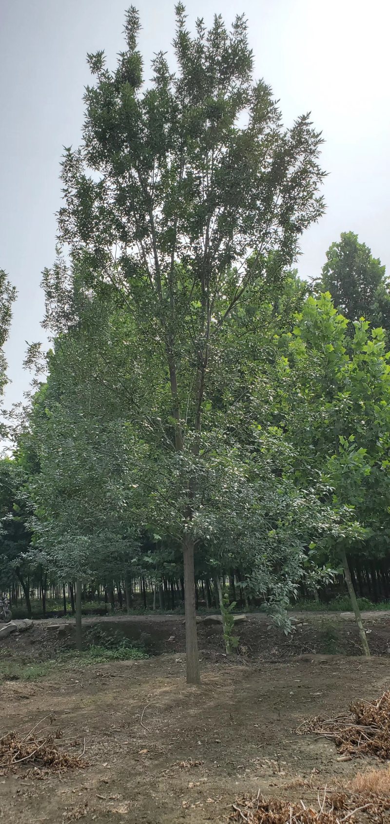 精品白蜡价格18公分白蜡20公分白蜡15公分白蜡12公分