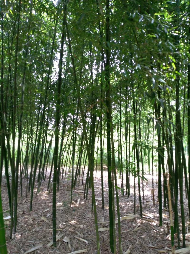 实心竹子绿化苗木竹子苗