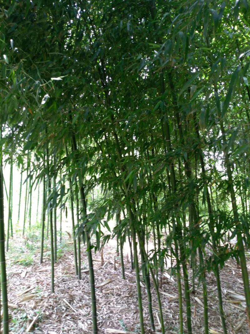 实心竹子绿化苗木竹子苗