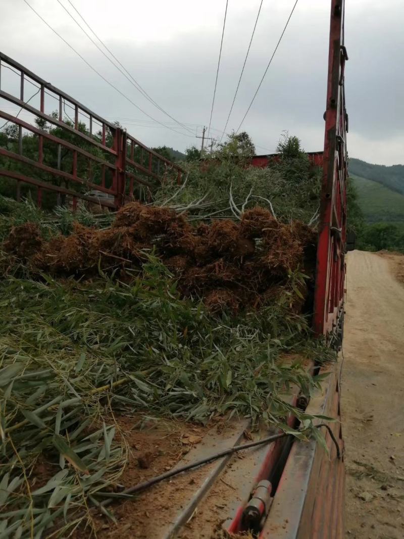 实心竹子绿化苗木竹子苗