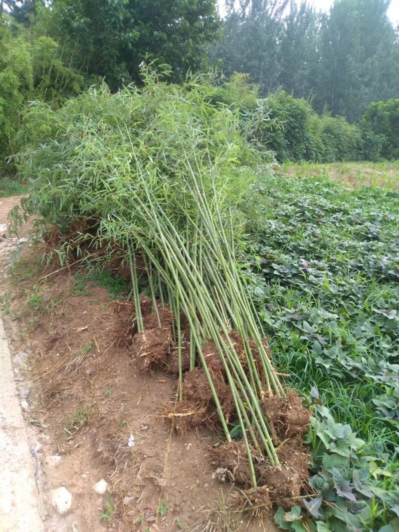 实心竹子绿化苗木竹子苗