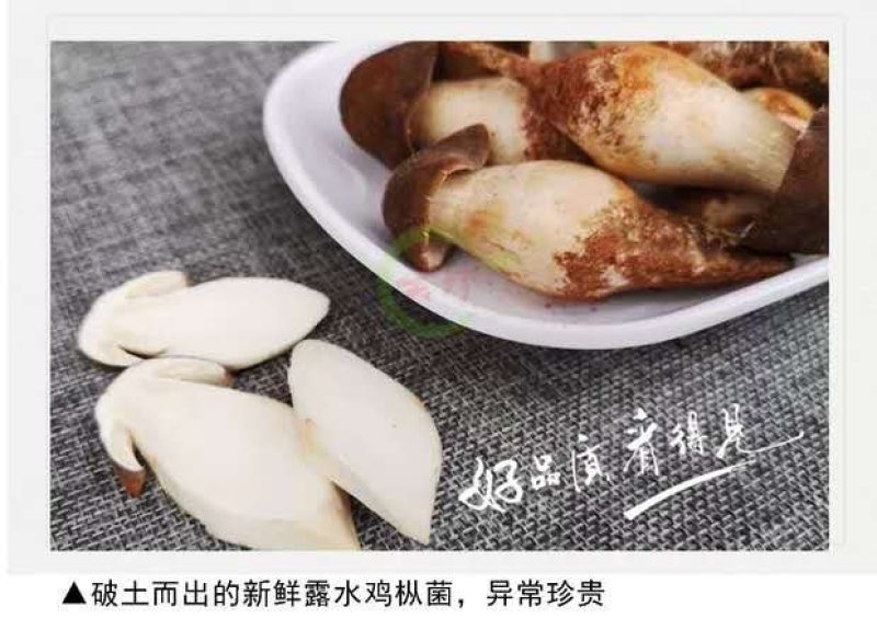 【露水鸡枞菌云南特有】过季不再有舌尖上的美味你有缘碰到吗