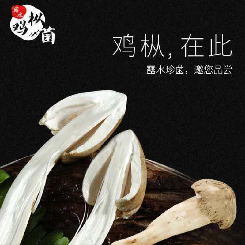 【露水鸡枞菌云南特有】过季不再有舌尖上的美味你有缘碰到吗