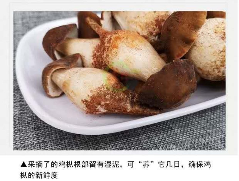 【露水鸡枞菌云南特有】过季不再有舌尖上的美味你有缘碰到吗