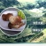 【露水鸡枞菌云南特有】过季不再有舌尖上的美味你有缘碰到吗