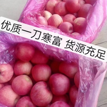 寒富大量现货质量好价格美丽需要的赶紧前来选购