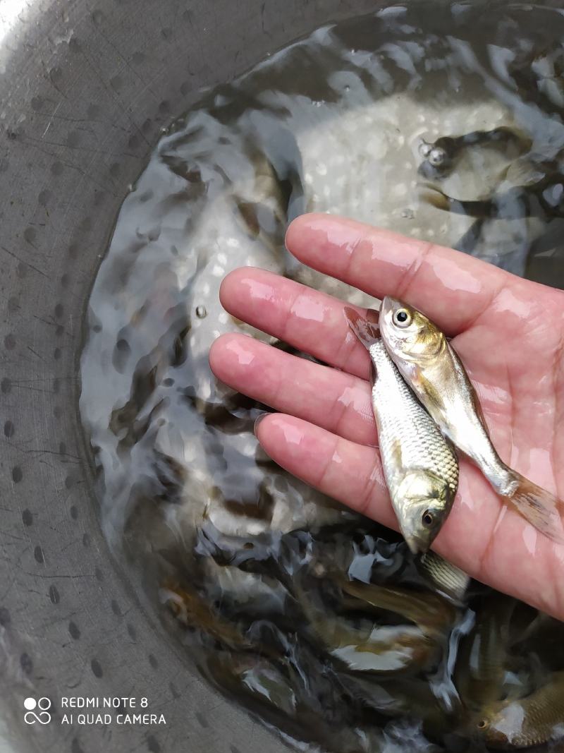 万合水产养殖有限公司出售规格齐全优良品种鲤鱼苗