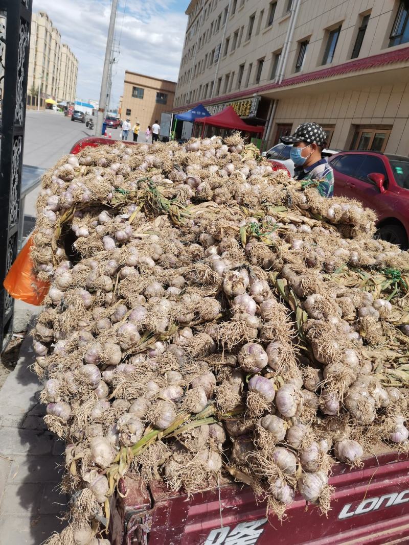 甘肃民乐紫皮香蒜