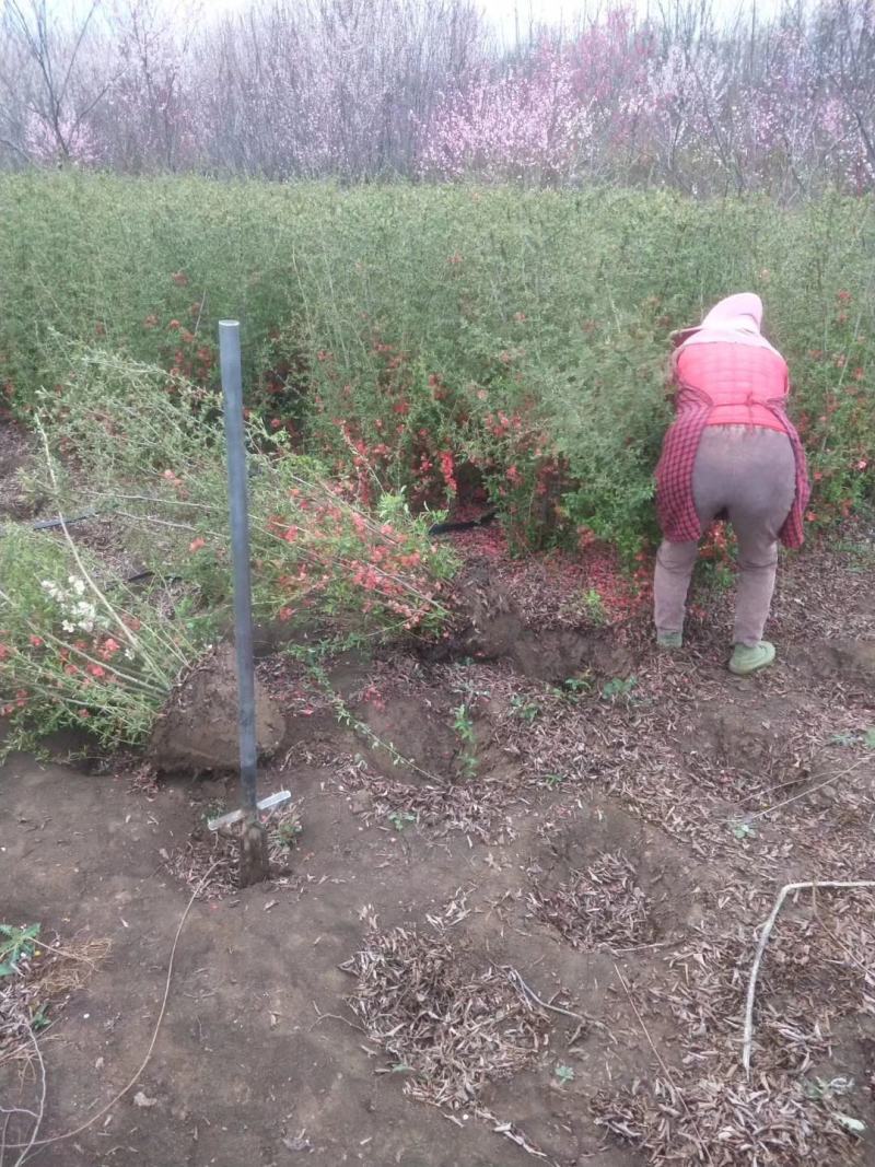 贴梗海棠绿篱苗农户价销售，丛生贴梗海棠基地，规格齐全