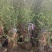 贴梗海棠绿篱苗农户价销售，丛生贴梗海棠基地，规格齐全