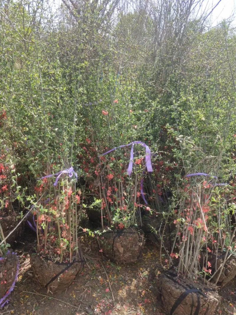 贴梗海棠绿篱苗农户价销售，丛生贴梗海棠基地，规格齐全