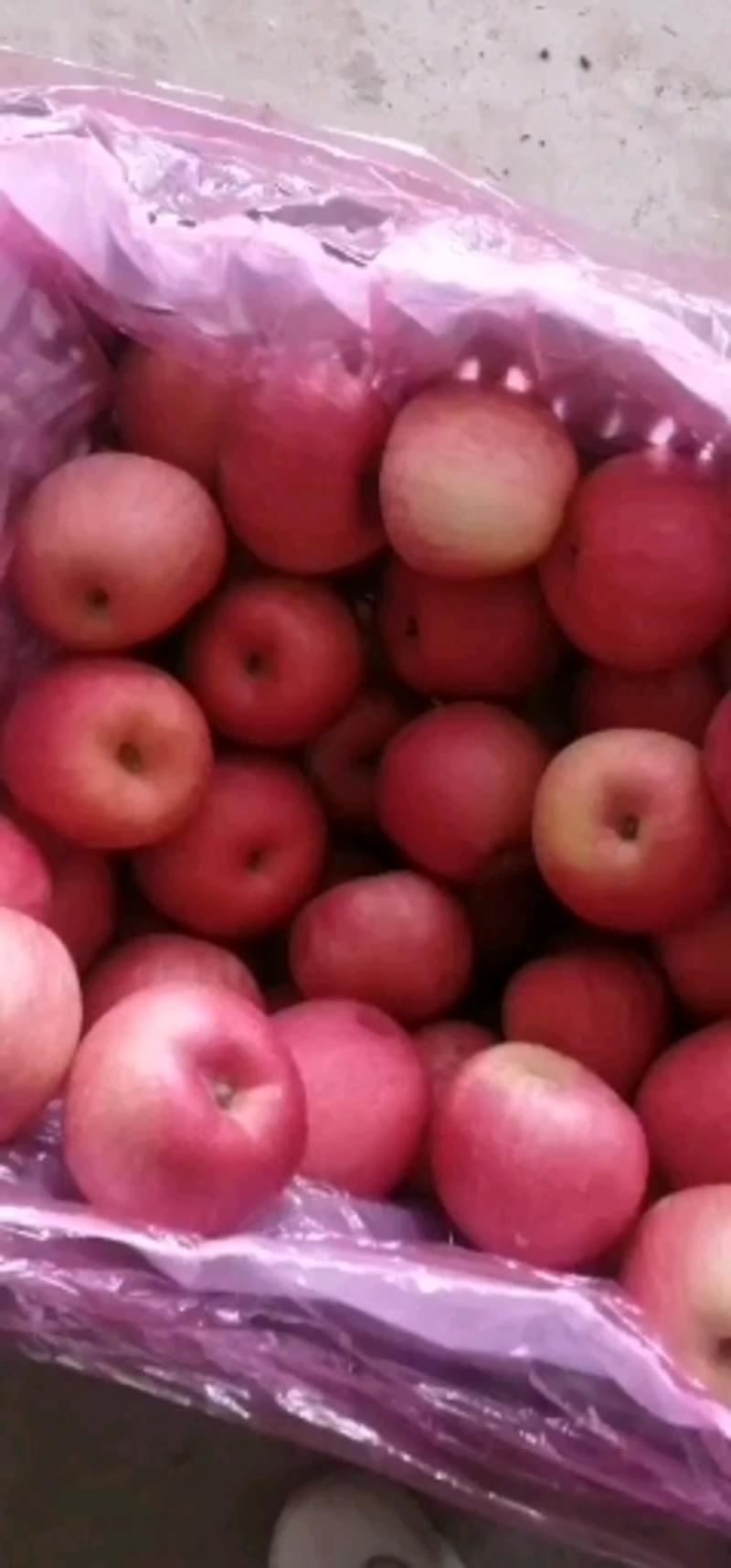 苹果寒富国光富士黄元帅各种水果大量上市中欢迎新老客户前来