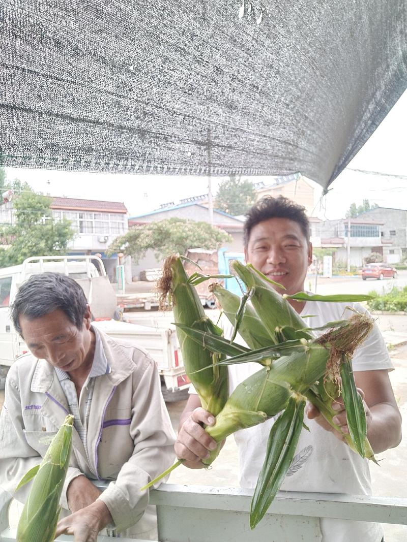 鲜粘玉米粘玉米，鲜食粘玉米粘玉米