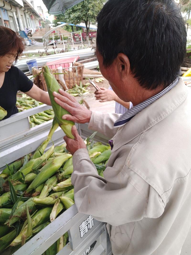 鲜粘玉米粘玉米，鲜食粘玉米粘玉米