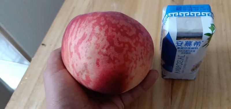 【精选】河北精品桃绿化9号桃产地直发一手货源量大优惠