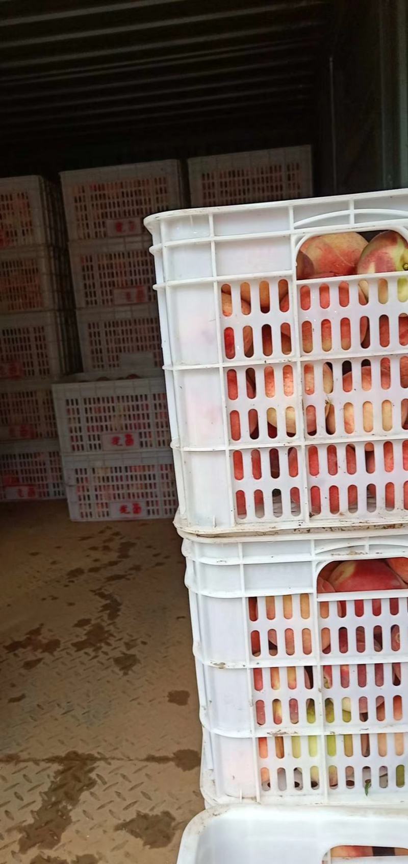 【精选】河北精品桃绿化9号桃产地直发一手货源量大优惠