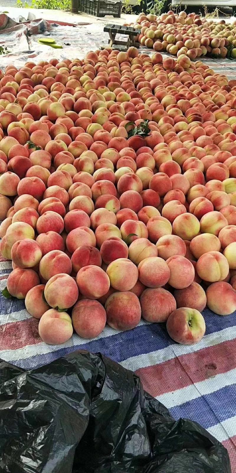 【精选】河北精品桃绿化9号桃产地直发一手货源量大优惠