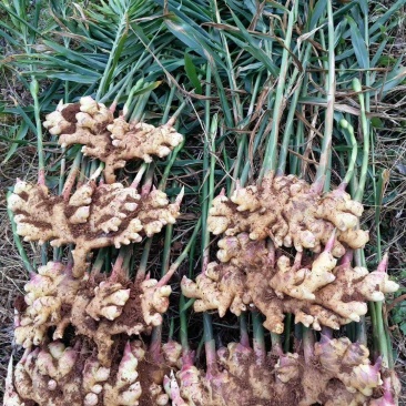 小黄姜批发价格山东日照临沂潍坊小黄姜价格莒县沂水小黄姜价