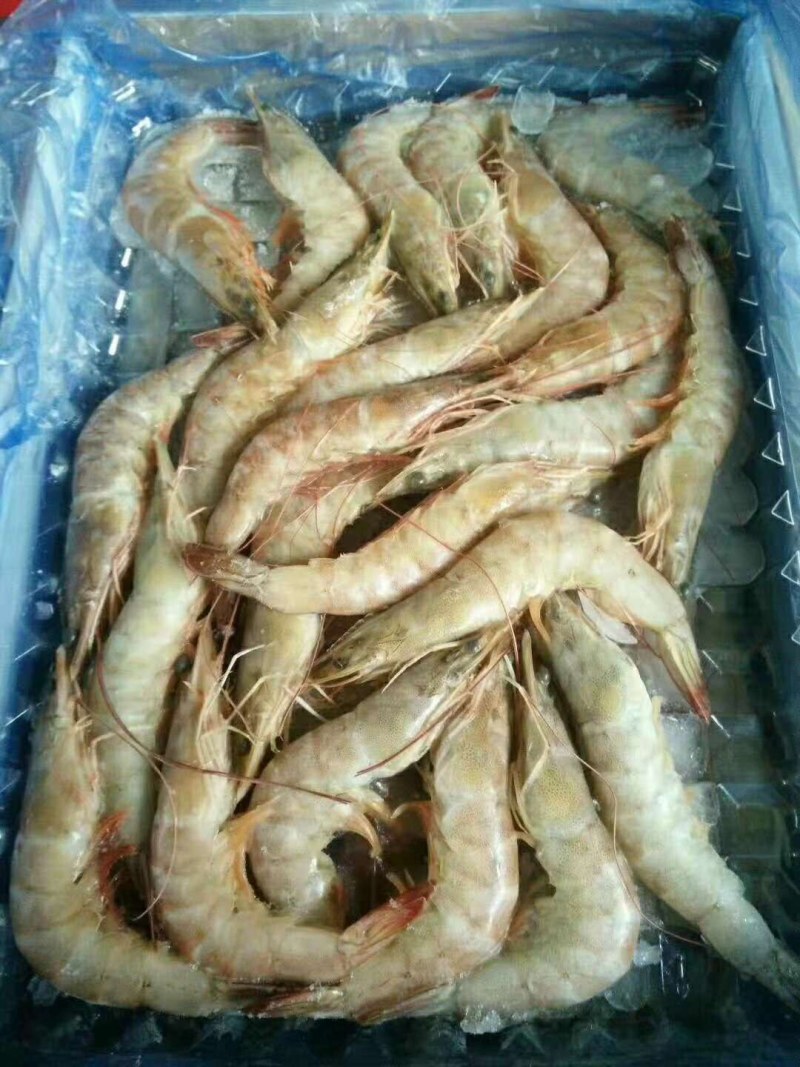 东海舟山带鱼鲳鱼黄花厂家直销大小规格齐全常年有货