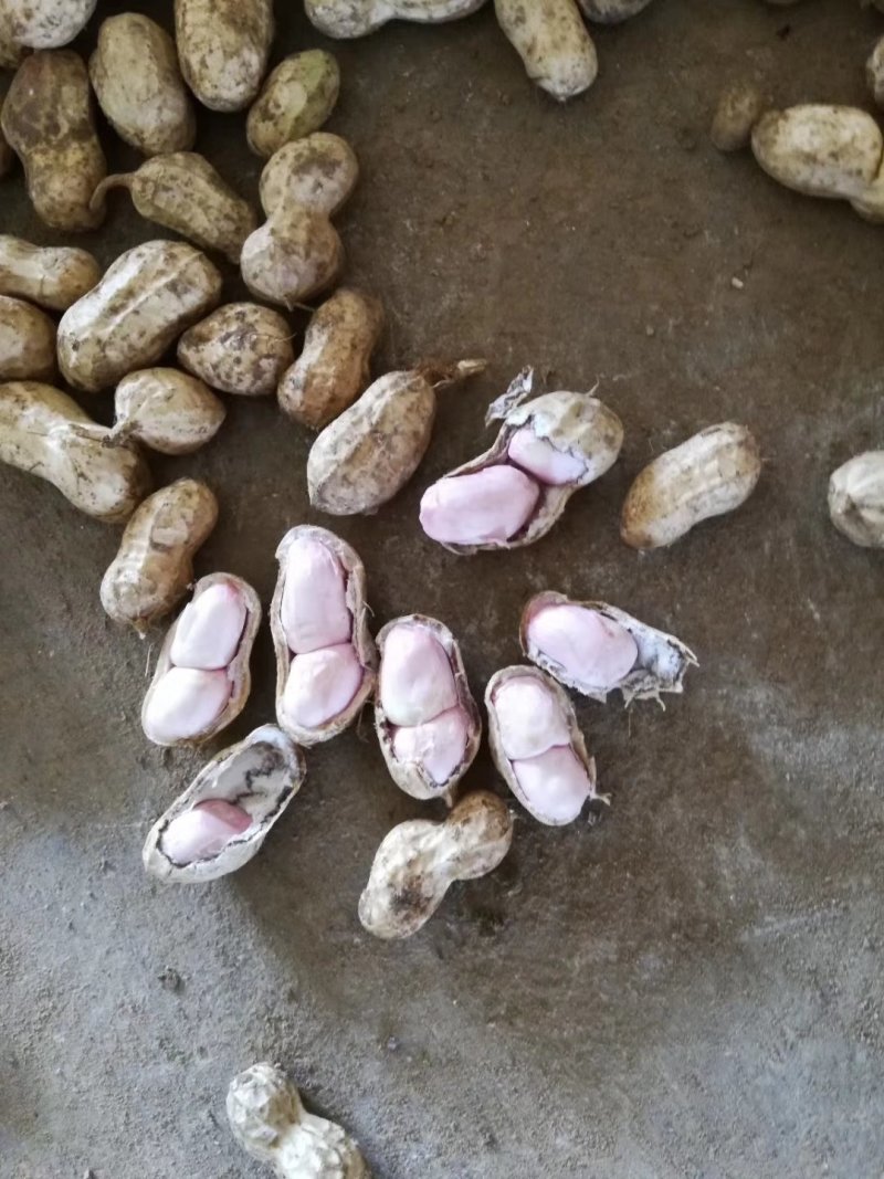 鲜花生小白沙、带壳颗粒饱满、过筛手捡、产地直供